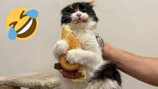 Funny Cats Compilation 2026 | Cute Kittens and Hilarious Cat Fails You Need to Watch Today