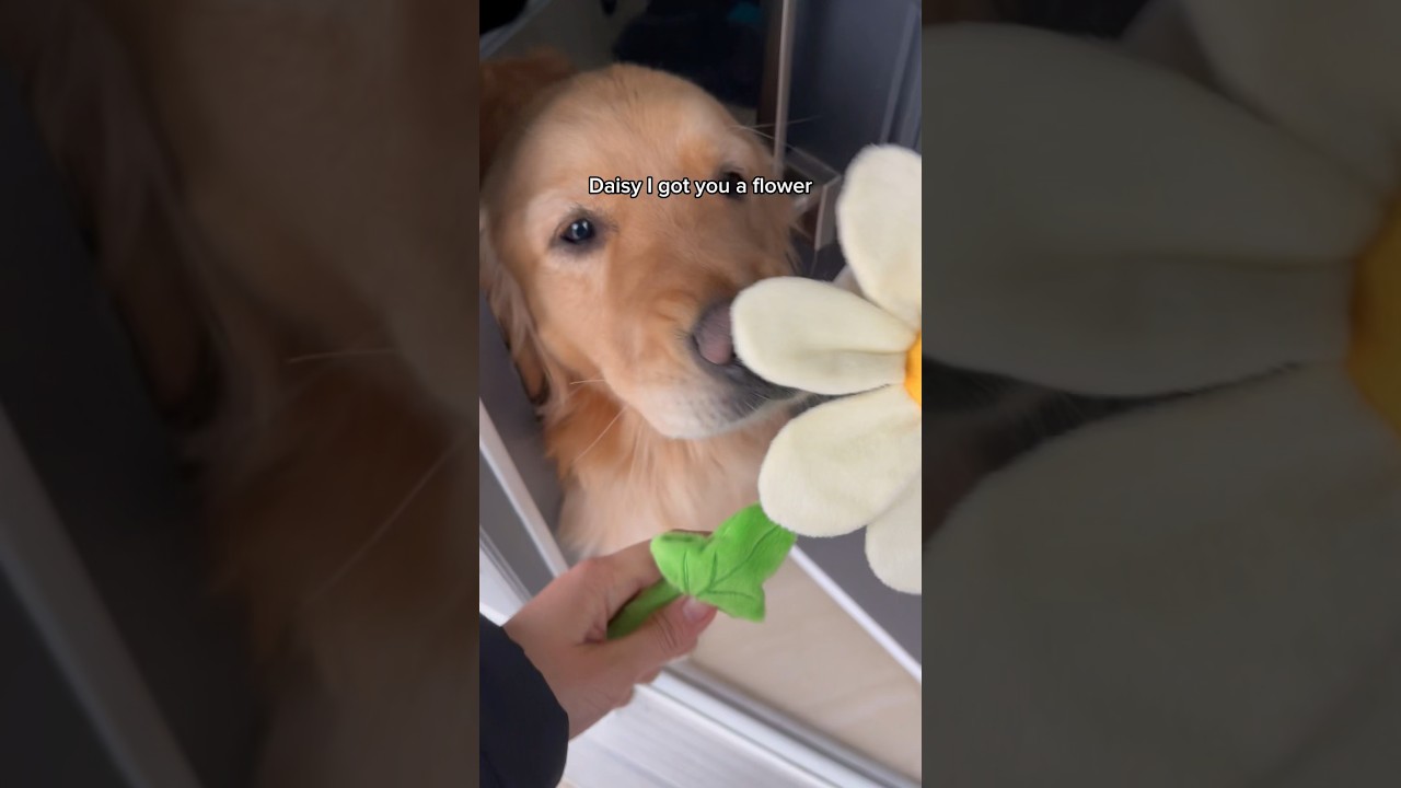 Surprising my dog with a flower 🥹 