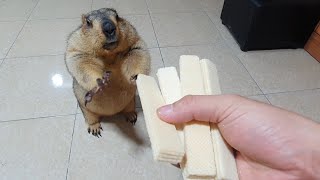 marmot gets to chew sponge cake for the first time