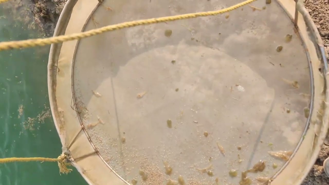 DAY 15 SEED SIZE SHRIMP || VANNAMEI || AQUACULTURE CHECKTRAYS TELUGU