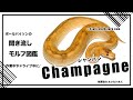 ボールパイソンの聞き流し モルフ図鑑 シャンパン Champagne