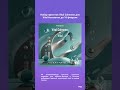 Набор пресетов Vital Calmness для Vital бесплатно до 16 февраля