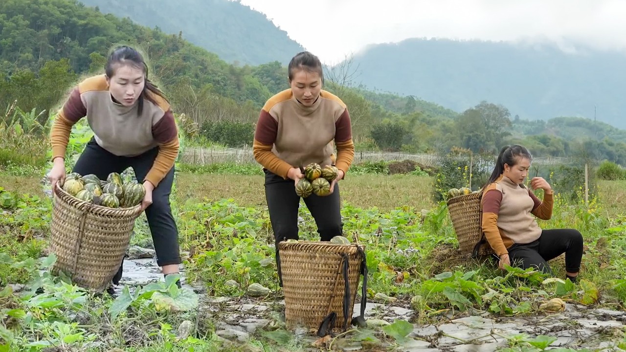 Collecting Massive Pumpkins from the Field and Selling Them at the Bustling Local Market