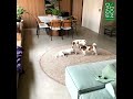 Corgi