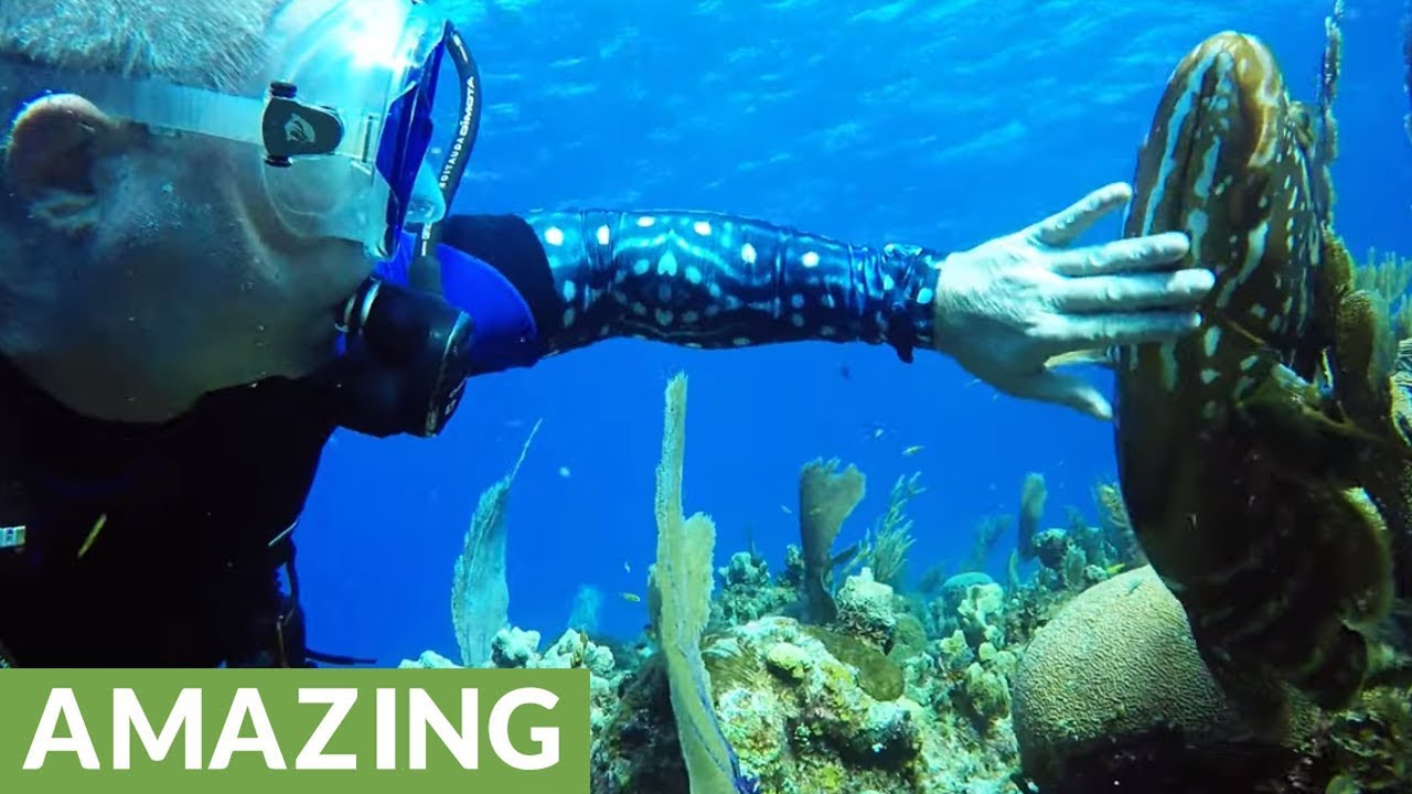 Giant fish follows scuba divers to get his chin rubbed YouTube
