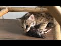 LIVE FEEDING ! Asian Leopard Cat