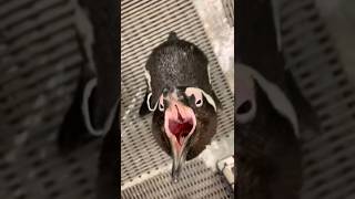 Top 5 Animals with the Strangest Sounds! #facts #animalfacts #animals