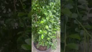Australian Fingerlime Caviar Citrus 🍊🐟 #citrus #fruittrees #containergardening #fingerlime
