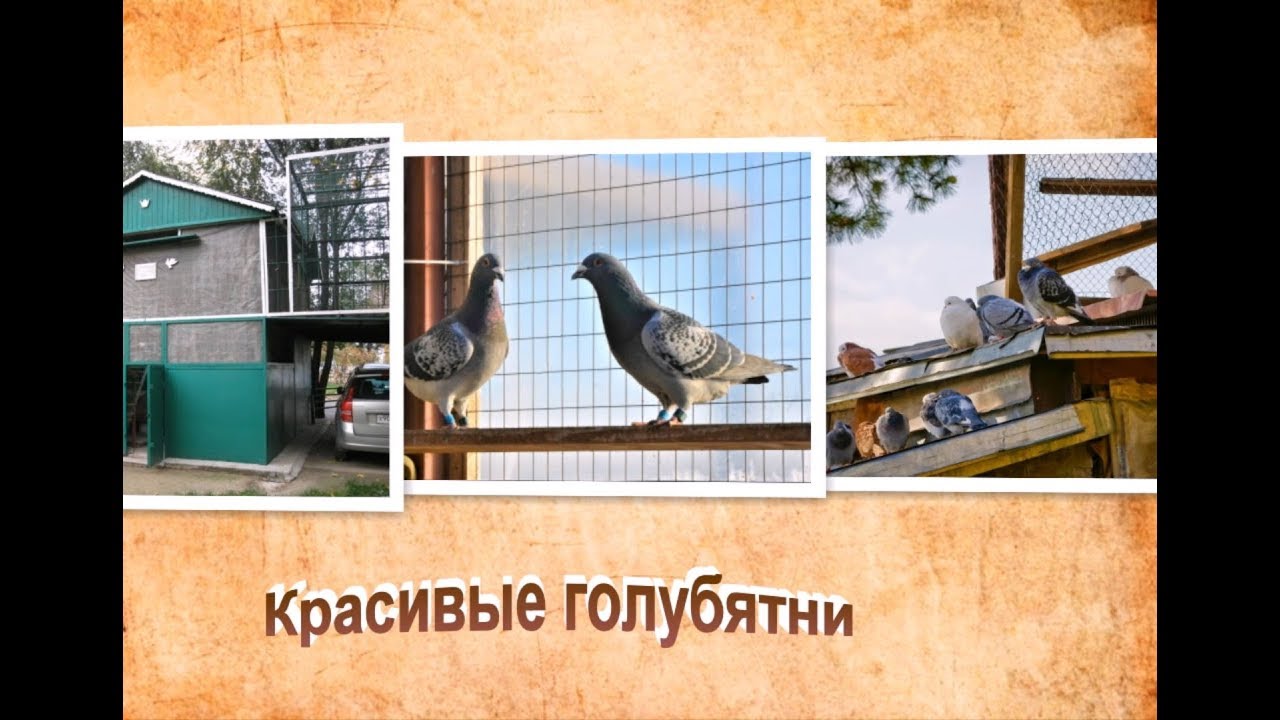 Красивые голубятни России. | Виды голубятни - YouTube