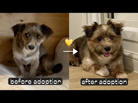 Adopting Abandoned Puppy & Amazing Changes 🧸100 Days with a Coward Puppy