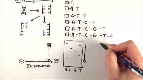 A2 Biology - DNA sequencing (OCR A Chapter 21.2)