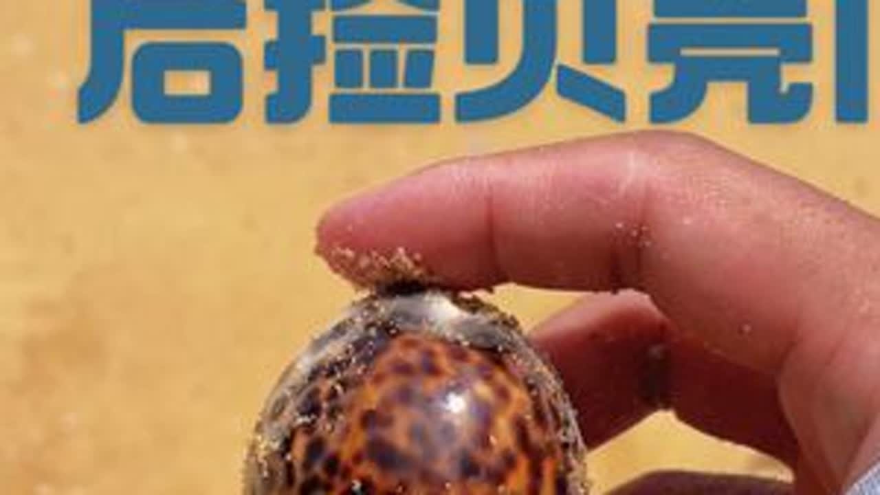 不嫌弃破损的直接私 仅限前3 白送 #赶海 #捡贝壳 #大海的馈赠 #种草激励计划 #日常分享