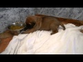 Nik majestic tosa kennel  litter c 3 weeks old