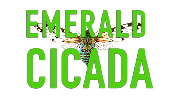 Emerald Cicada