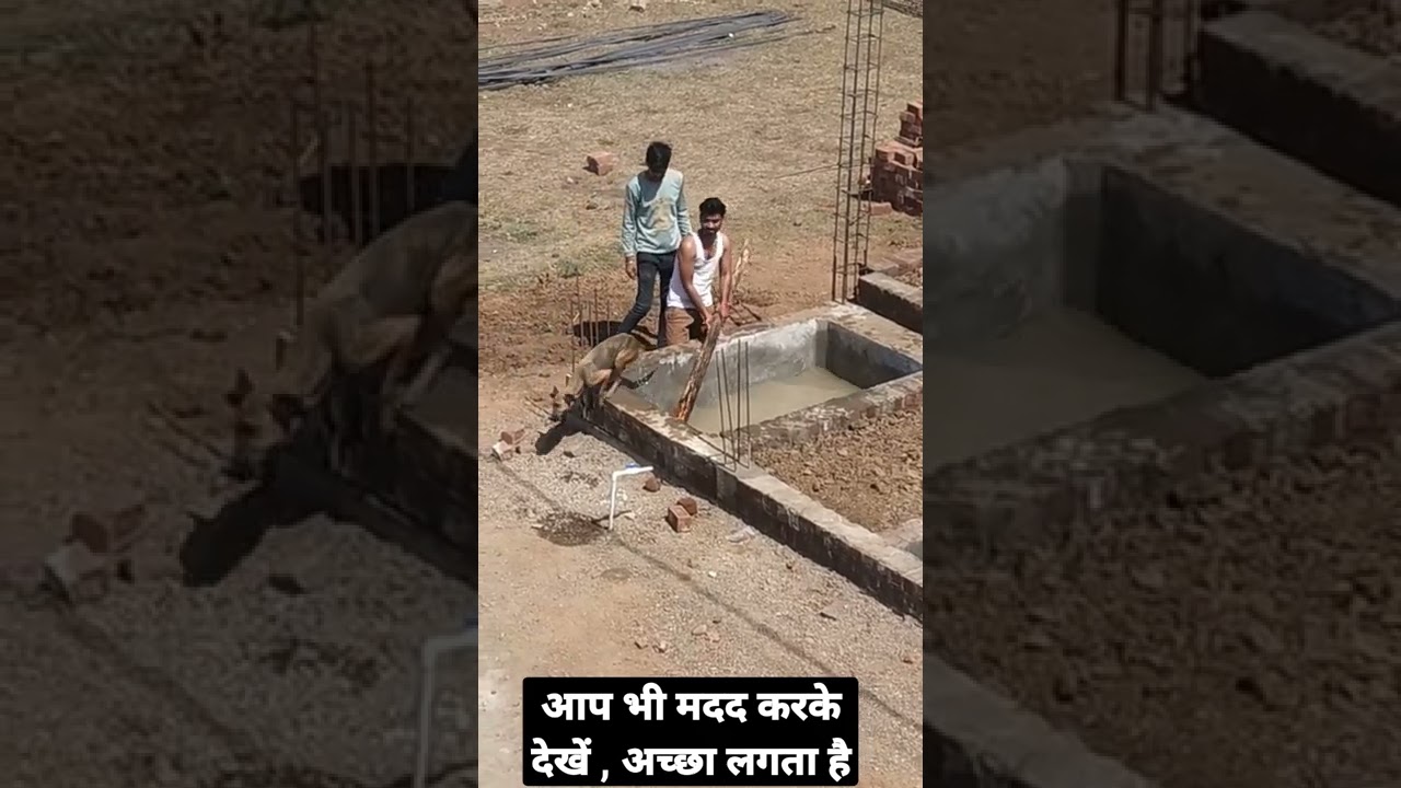 being human, help Animal's