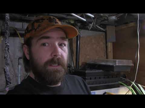 Removing the Mint and Sage from the Aquaponic Garden to Plant Frozen Haskap Berries