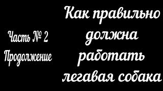 Как правильно должна работать легавая собака 2 Как правильно должна работать легавая собака 2