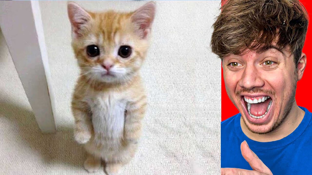 DE SCHATTIGSTE DIEREN TER WERELD - YouTube