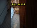 亡くなった母を待ち続けた猫。その理由に涙…