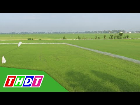 Video Đồng Tháp: Dựng hàng rào ni lông bảo vệ lúa | THDT - youtube