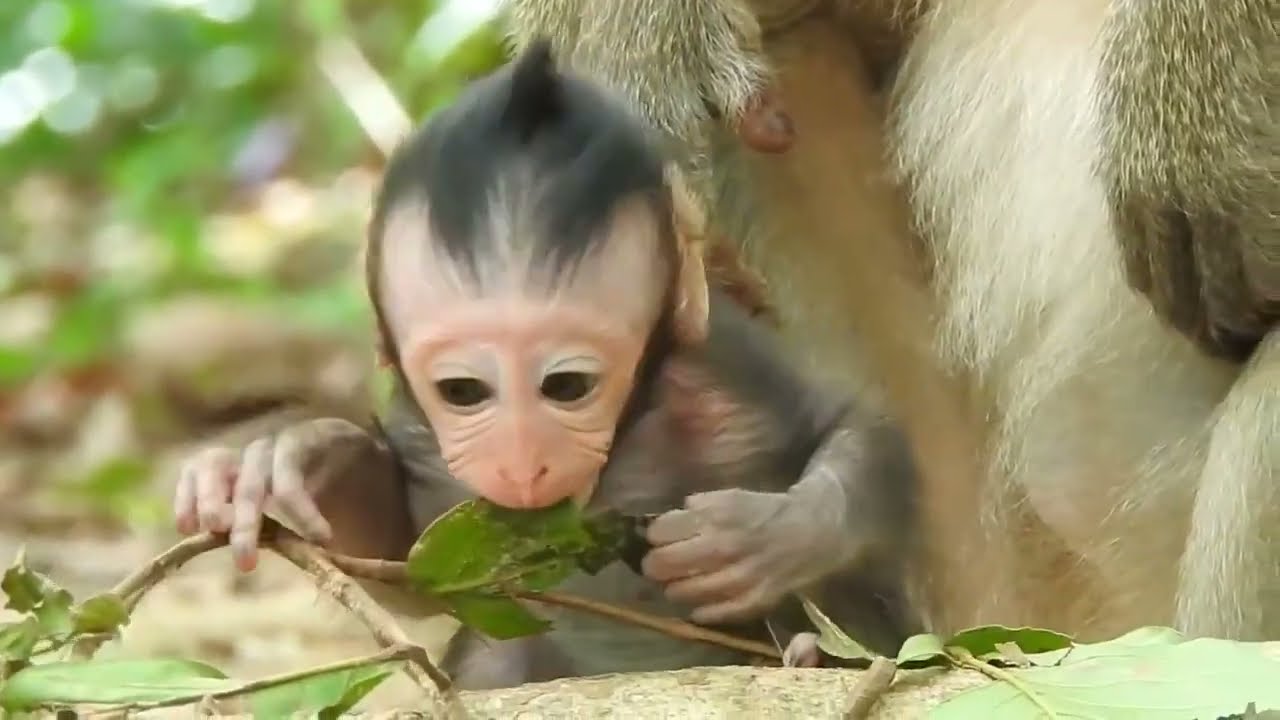 When Baby Monkey Jinx Growing Up Grandma Cara Will Look After Her Well