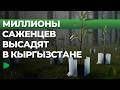 Кыргызстан запускает масштабную высадку деревьев | НОМАД ТВ