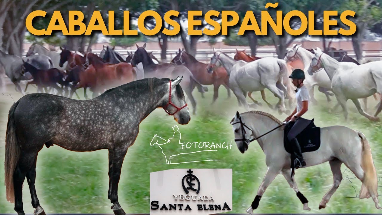 Así es un Criadero de Caballos Españoles | SANTA ELENA | Fotoranch