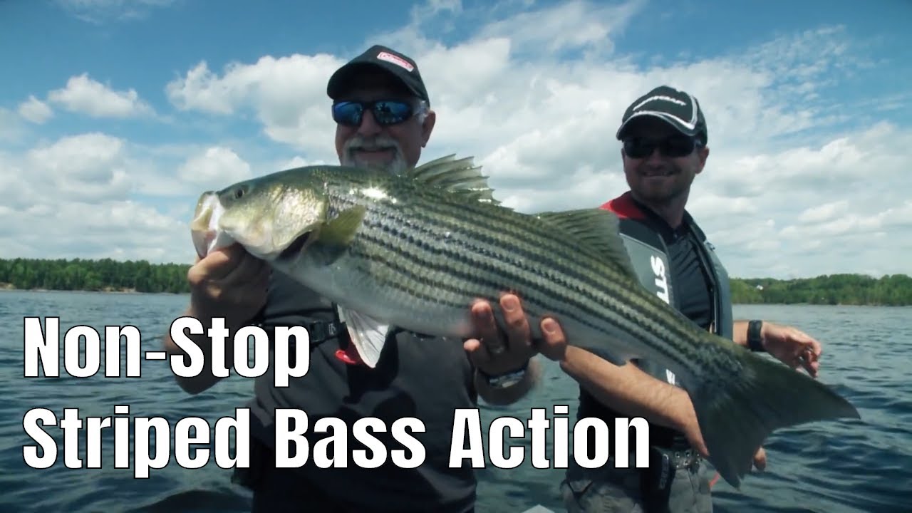 Insane Non-Stop Striped Bass Fishing | Fish’n Canada