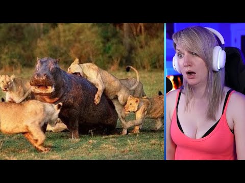 15 Ruthless Lion Battles Caught On Camera Part 2 | Pets House