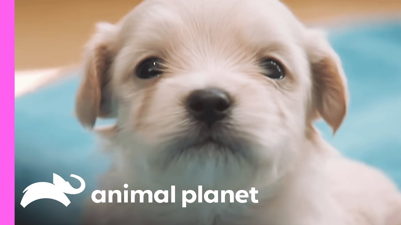 Why Is This Maltipoo Pup Fussing? | Too Cute - YouTube