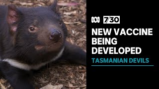 Hopes for new vaccine for Tasmanian Devil facial cancer | 7.30