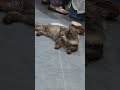 #cat #puss #catlovers