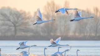 BUZDA ÇELTİK TARLASINDA KUĞULAR YEMLENİYOR - ÖTÜCÜ KUĞU ( Whooper Swan / Cygnus cygnus )