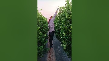 Quất cảnh Dũng Tiến-Đông Tảo-Khoái Châu-Hưng Yên