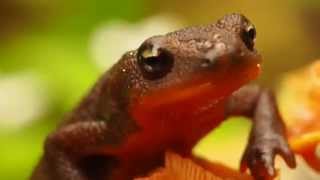 The Poisonous Rough-Skinned Newt
