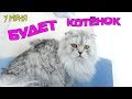 Что нужно котёнку? Готовимся к покупке котёнка!!!