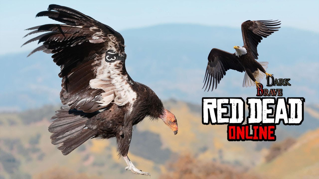 RDR 2 Online Condors Locations (Condors plucked) YouTube
