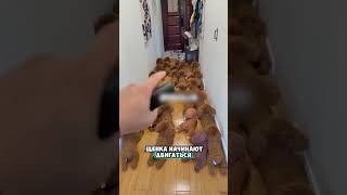 Thumbnail for Отличить просто невозможно 😮