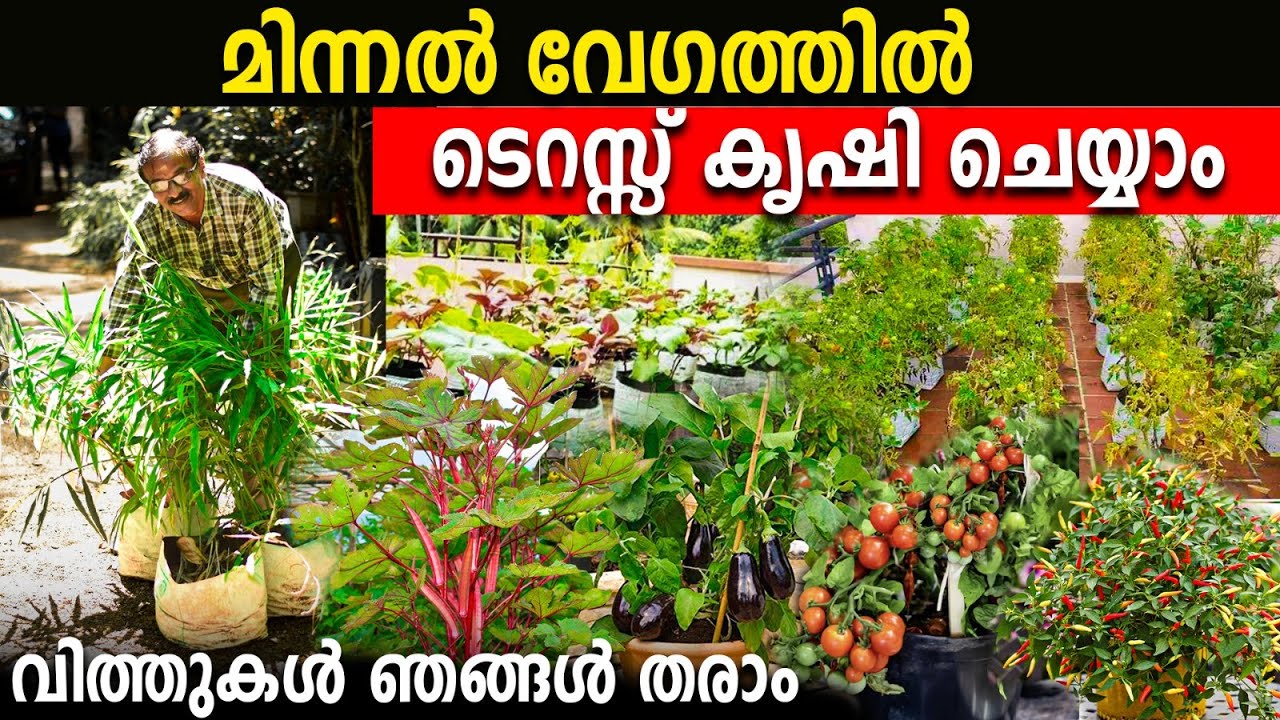 മിന്നൽ വേഗത്തിൽ ടെറസ്സ് കൃഷി ചെയ്യാം | വിത്തുകളും ഞങ്ങൾ തരാം | മട്ടുപ്പാവ് കൃഷി | VEGETABLE FARMING