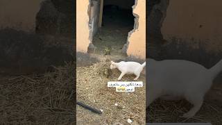 شاز مع صيصان الوز?? animal chicken babyanimals rabbit قط