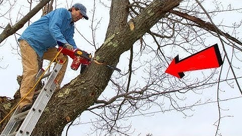 Tree Cutting Fails Compilation And Idiots With Chainsaw ! Dangerous skills Tree Falling #16