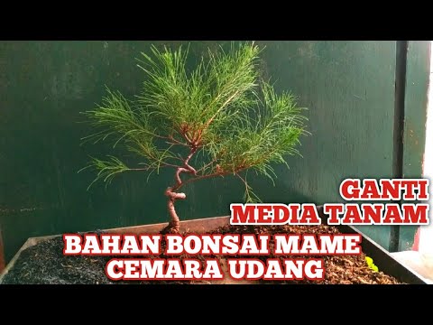 Video: Pokok Pine Ponderosa - Maklumat Mengenai Menanam Pine Ponderosa