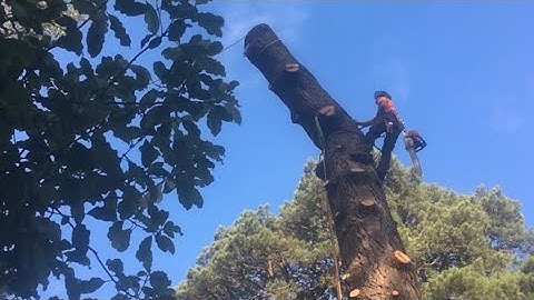Vertical Speed Line Tree Work