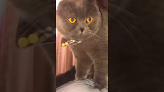 Cat gets scared by farting noise!