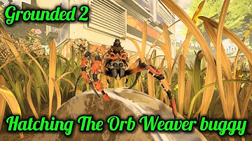 Grounded 2 | Hatching The Orb Weaver Buggy