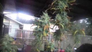 Harvest time again