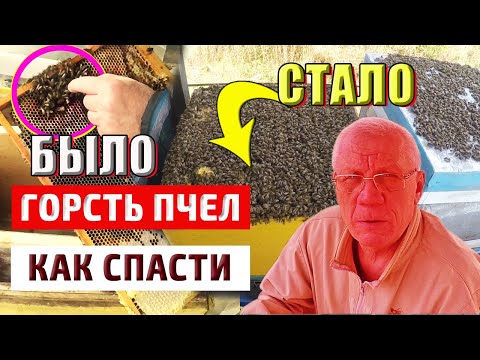 Слабые семьи  Матка и горсть пчел Как спасти пчел