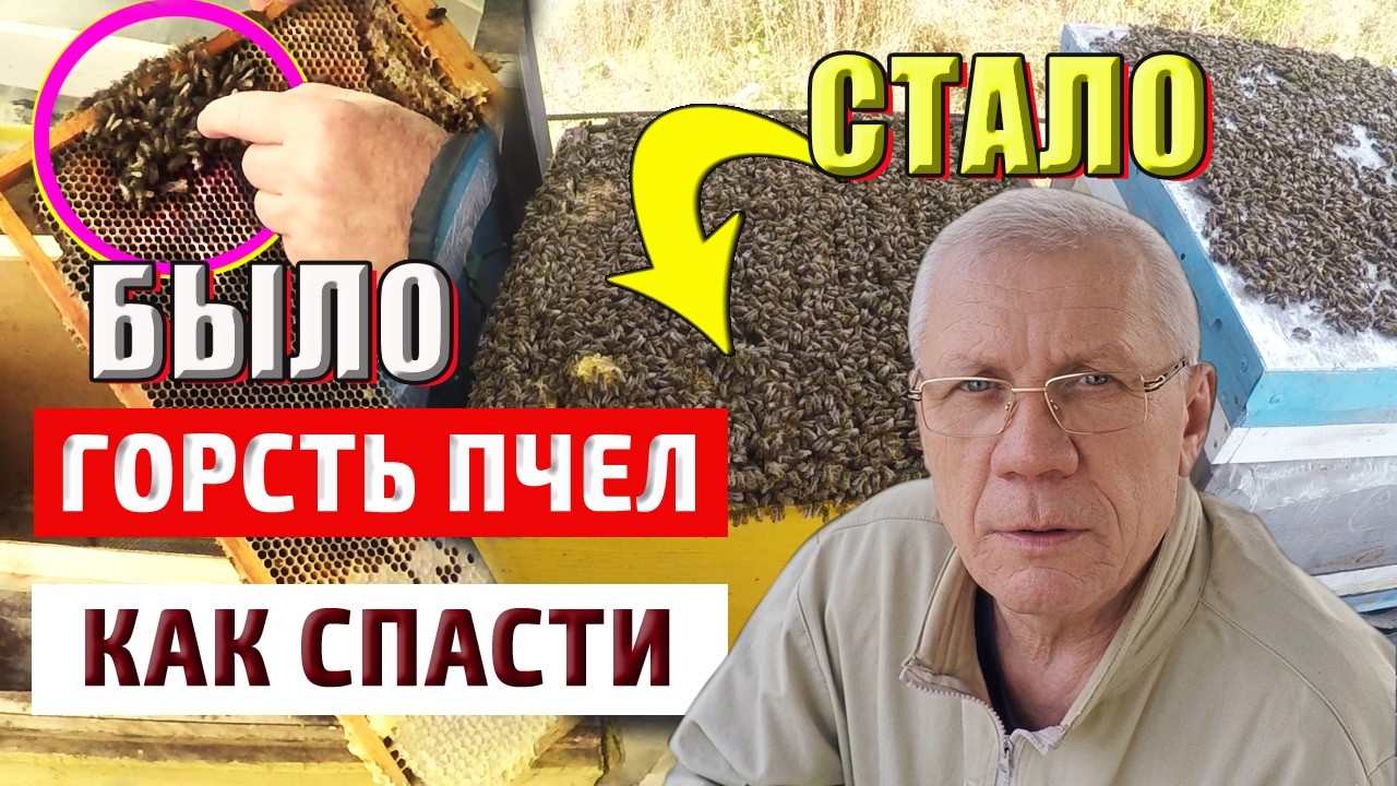 Слабые семьи. Матка и горсть пчел. Как спасти пчел?
