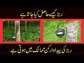 How Is Rubber Obtained Urdu Hindi ربڑ کیسے حاصل جاتا ہے How Is Rubber Obtained Urdu Hindi ربڑ کیسے حاصل جاتا ہے