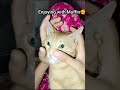 Enjoying with Muffin 🥰 #shortsfeed #cat #catvideos #cute